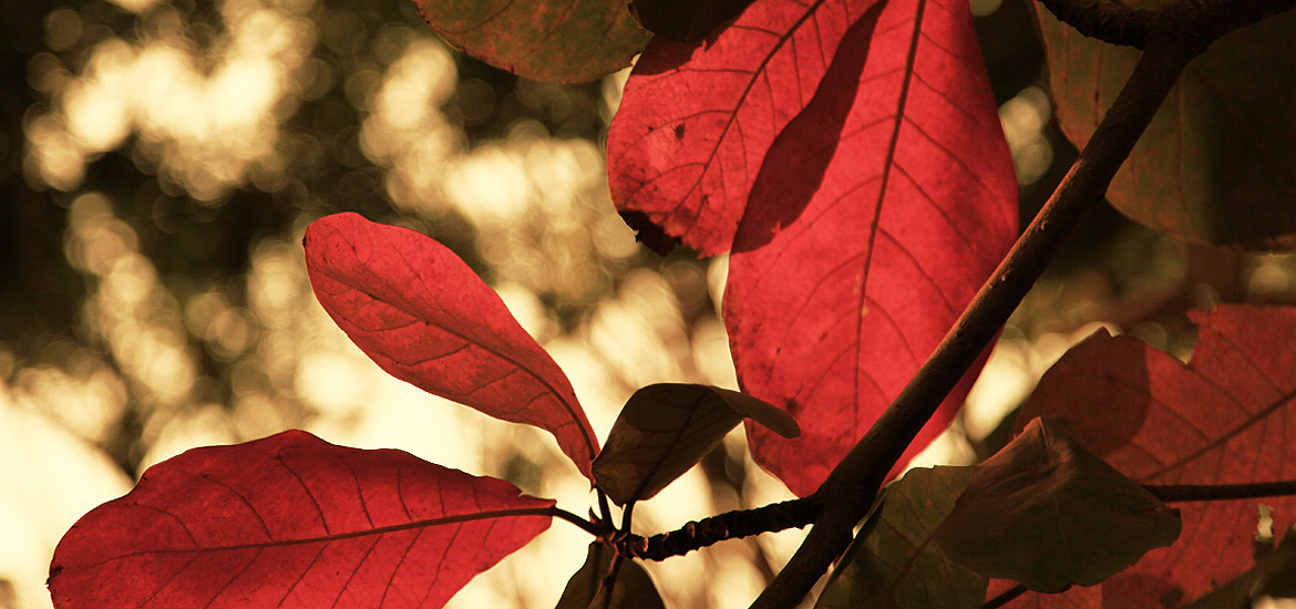 ddos在线攻击测试网站